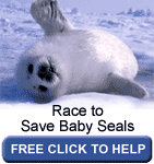 Race For The Baby Seals